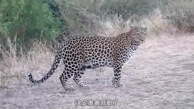 Leopard looking for prey