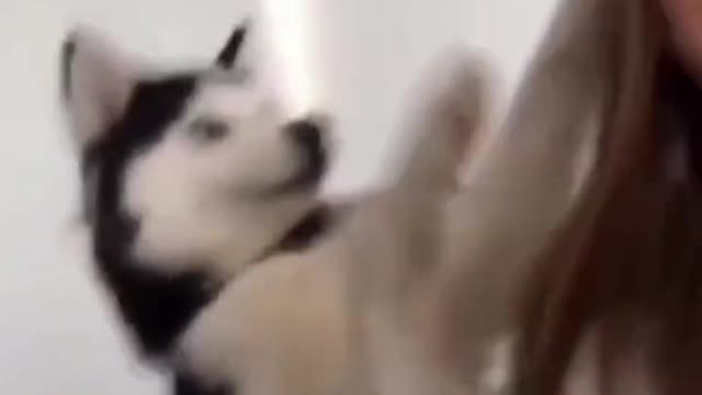 Funny Animals Videos 😂 Happy Bad day lol 😂