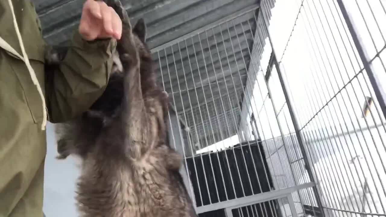 The world’s largest wolf