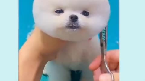 Lovely Puppy Haircut