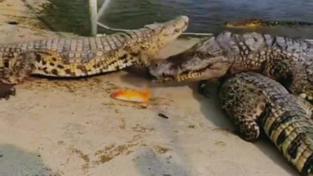 Crocodile: why won't you let me eat