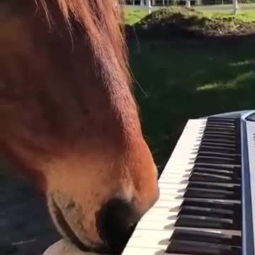 horse playing music with nose