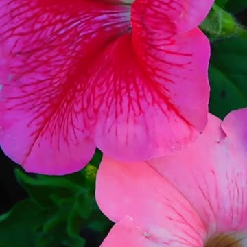 Take a Break: Discover How Relaxing This is! Volume 72 #echoplanet