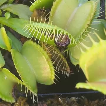 Even plant can save itself