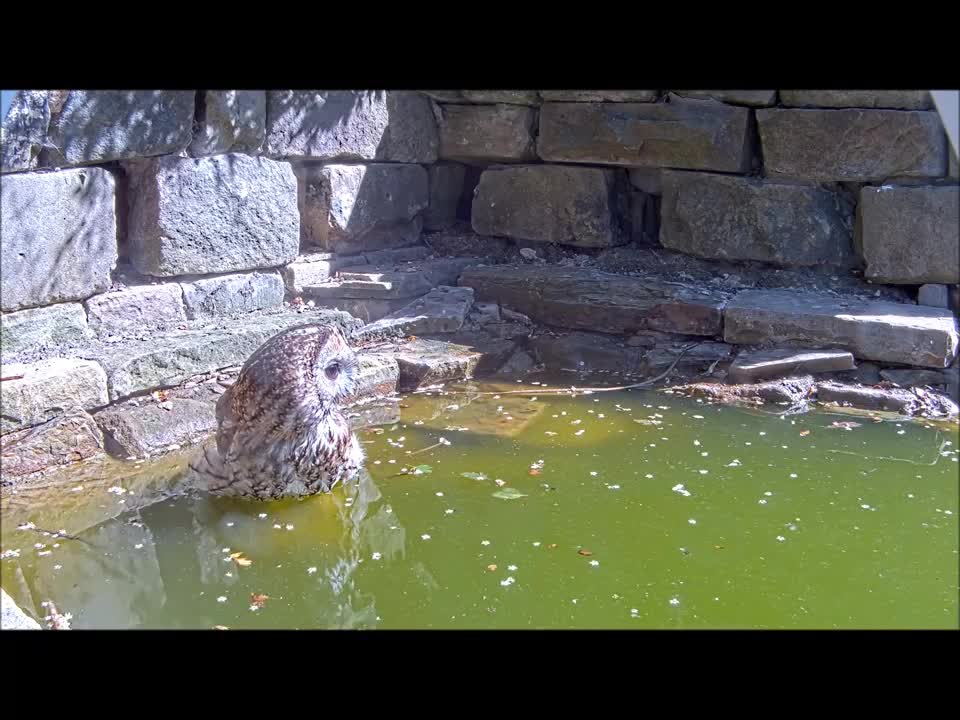 Tawny Owl Bathes in Garden