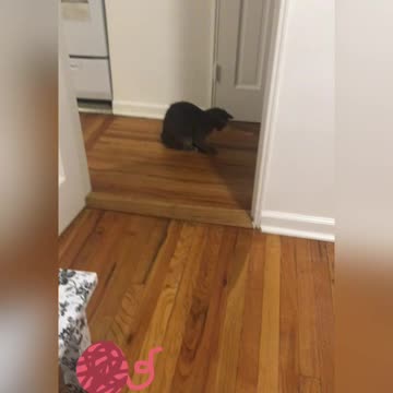 Kitty playing with tail