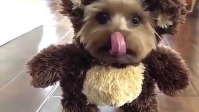 Awesome Funny Animals' Life Videos - Funniest Pets