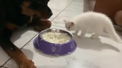 Dog & Cat Eating with each other