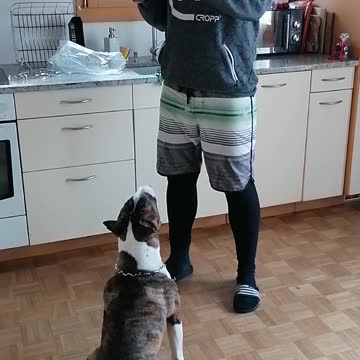 How to train your dog