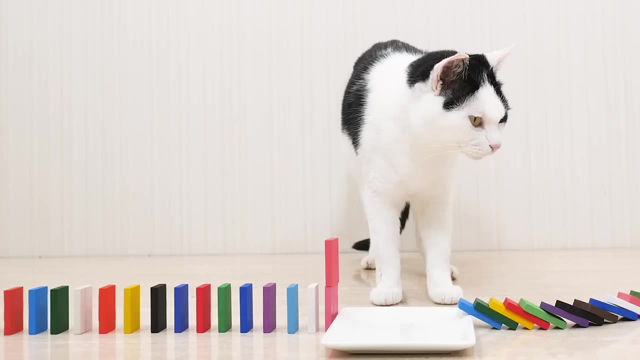 Cat following the trail of falling dominoes.