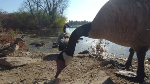 Feeding the Birds!!!!!!!!!!!!!