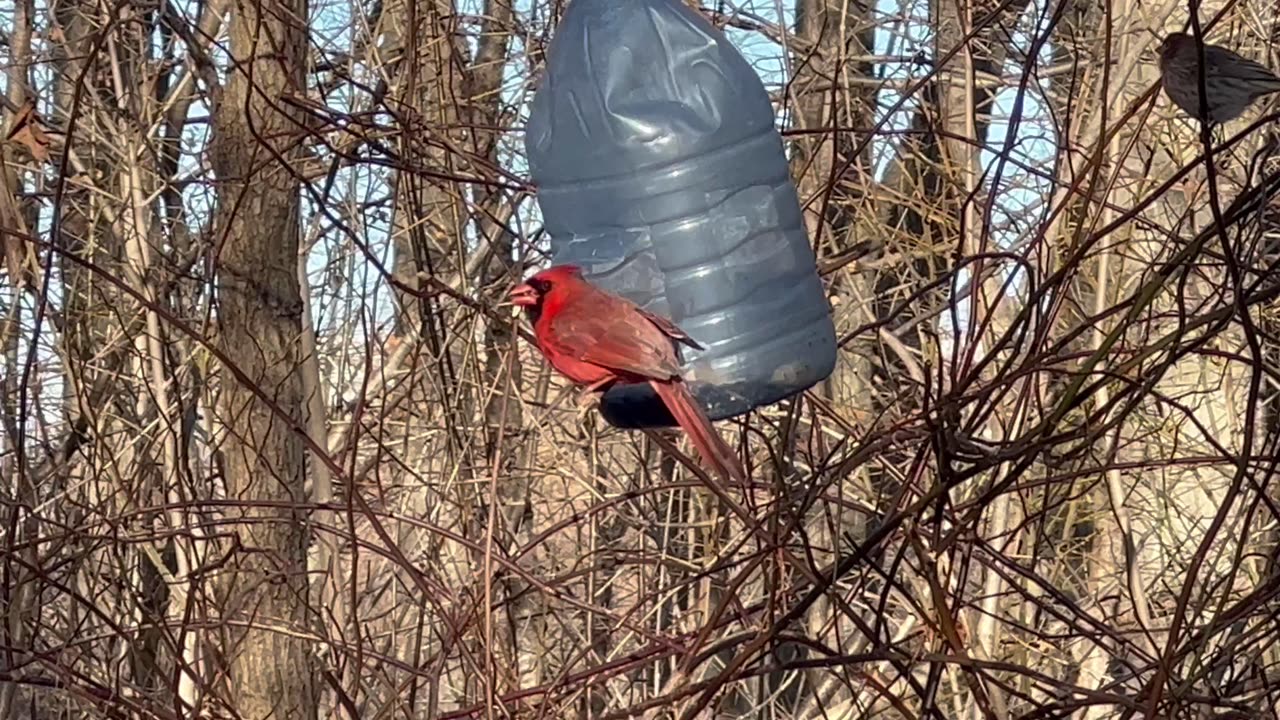 Beautiful Cardinals