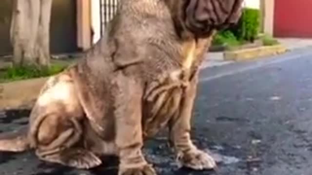 Big dangerous dog #viral &$#shorts