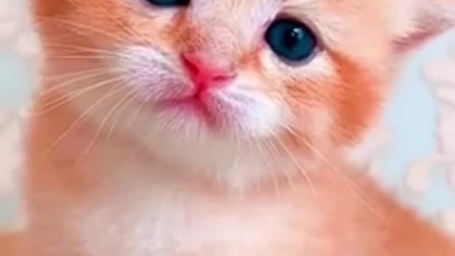 Super Cute kitten😻 Will melt your heart ♥️♥️♥️🐱#shorts #feline #cat #kitten #cute #mutchwatch #viral