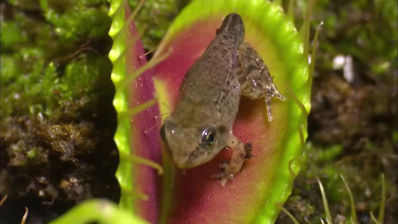 Killer plant- This plant is a killer - carnivorous plants