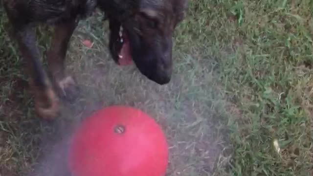 Czech Wolfdog and GSD playing in water hose