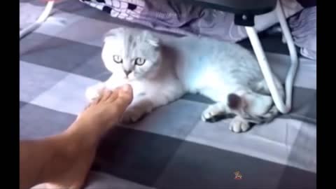 Clever cat 🐈 and dog with funny pets