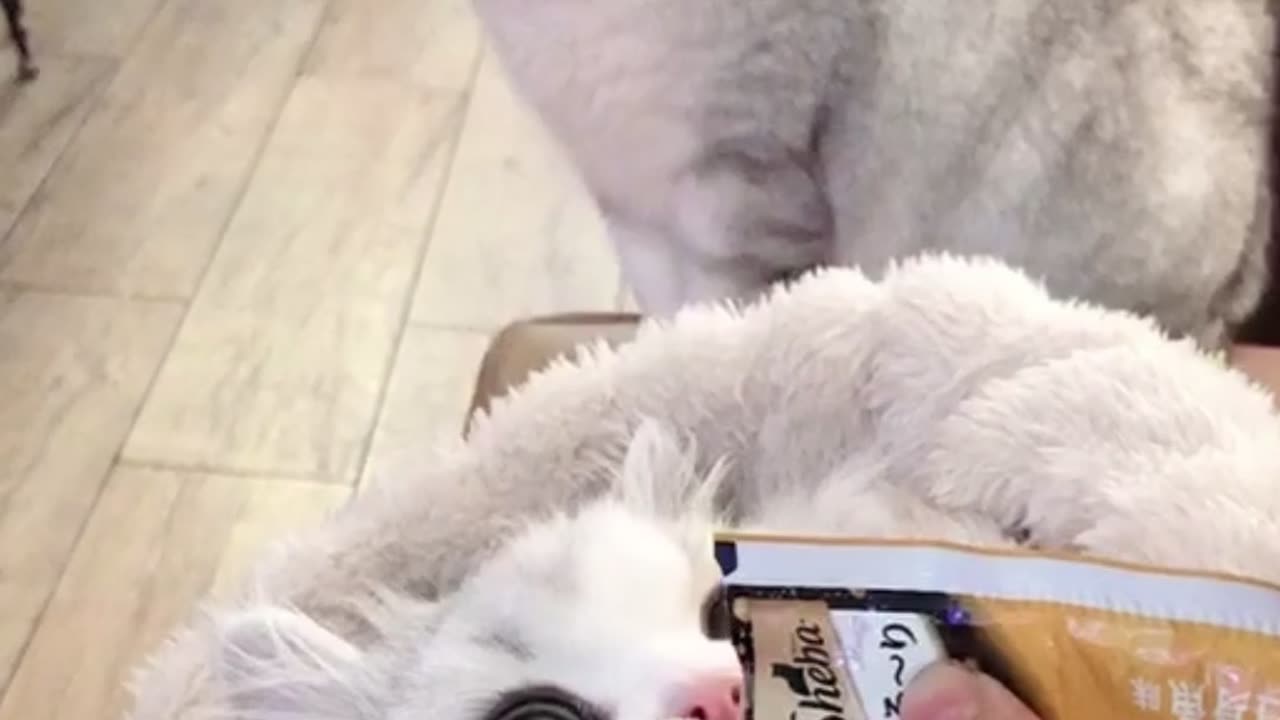 When Your First Cat Realizes You Prefer the Second