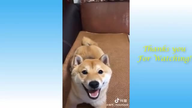 Funny videos compilation cute cats Funny videos compilation cute cats