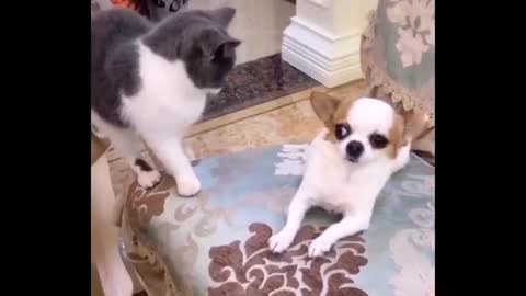 Best Funny Animals Video 2022 - Newest Cats😹 and Dogs🐶