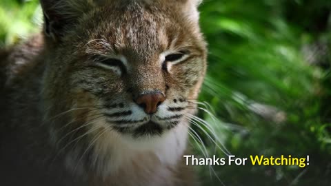 Bobcat || Description, Characteristics and Facts!