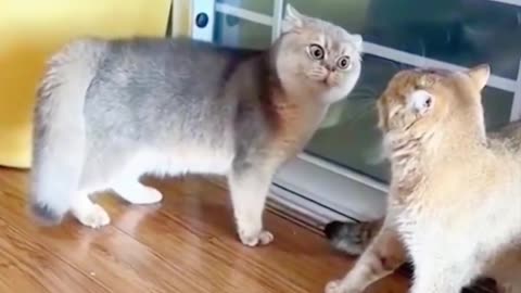 Funny cat animals videos