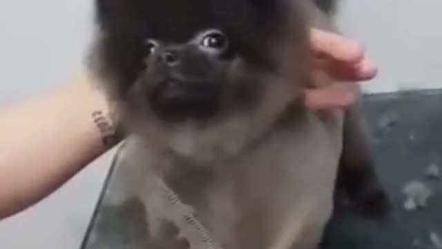 Dog dancing music while cutting hair rsrsrsr