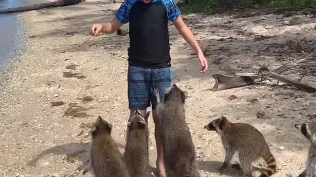 Boy feeding racoon's