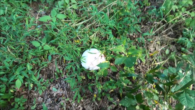 Identifying Edible giant puffballs ( North America