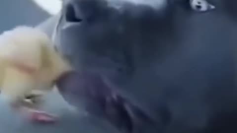 Funny Animals Videos--try not to LAUGH