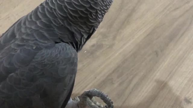 Parrot Craves a Crunchy Snack