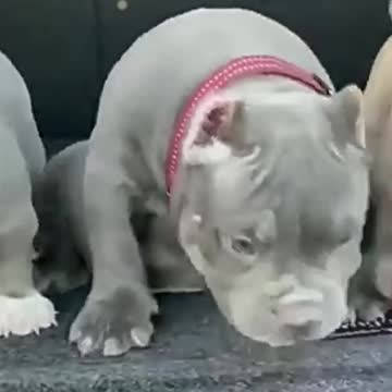😍 3 cute baby dogs hanging in a car tailgate 😍