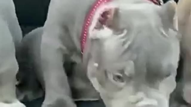 😍 3 cute baby dogs hanging in a car tailgate 😍