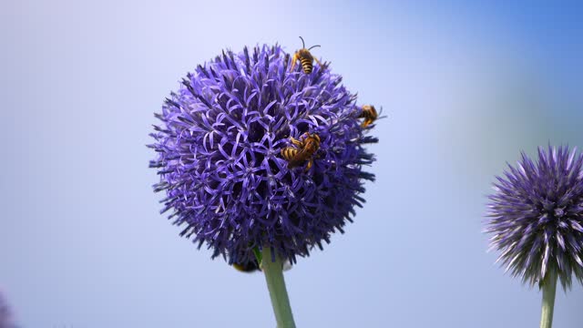 A Bee On A Purple Flower