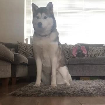 Husky dog challenge