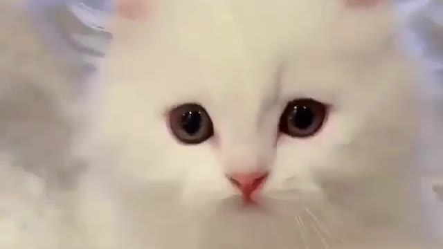 die of love for this kitten