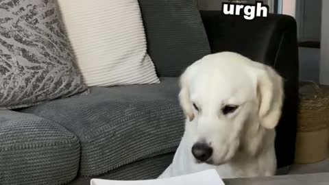 My dog fails the ‘leave it challenge