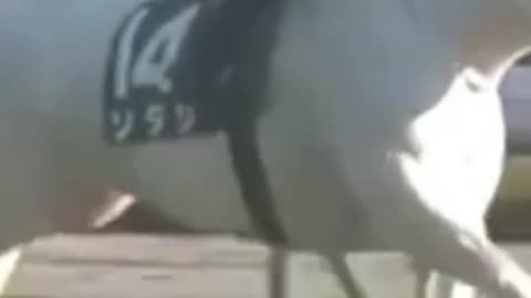 Best of the Horse racing #10