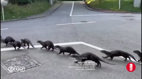 Otter Family