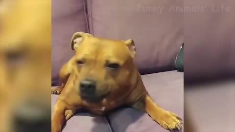 The most funniest dogs ever