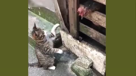 Cute cats - Funny cats - Cat Videos Compilation - Healthy Cats - Funniest Cats Animal Videos