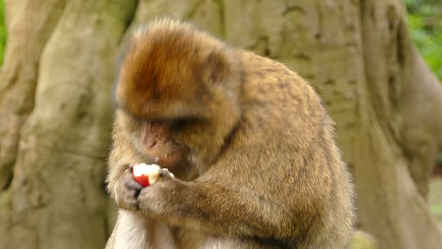 monkey eats apple against cameras in nature