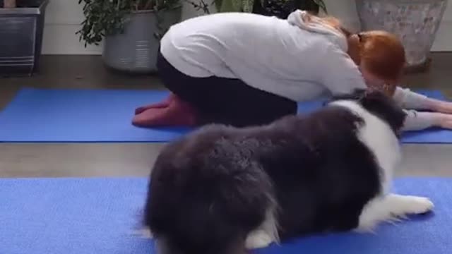 dog doing yoga with its owner at home