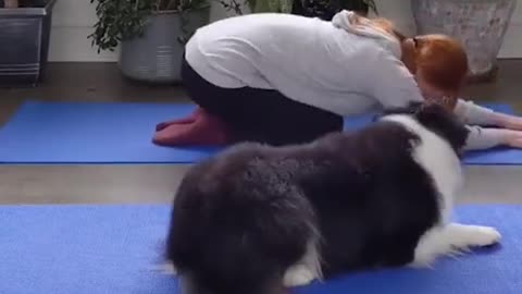 dog doing yoga with its owner at home