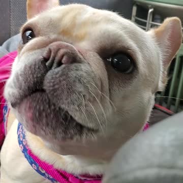 This dog has a lot to say