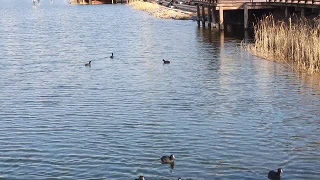 Warm afternoon sun, ducks playing in a calm lake