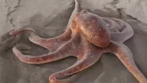 Amazing Octopus taking a stroll on the beach.