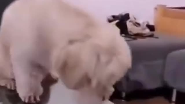 funny animals #01