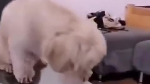 funny animals #01