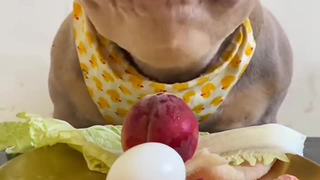 Dog eats meat and eggs